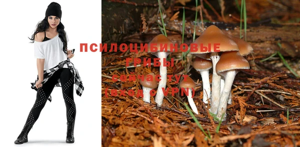 ПСИЛОЦИБИНОВЫЕ ГРИБЫ Белокуриха